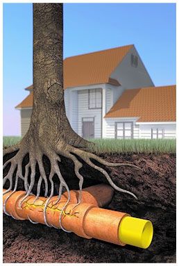 Major Plumbing Problem Tree Root vs Sewer Line